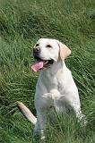 LABRADOR 1220